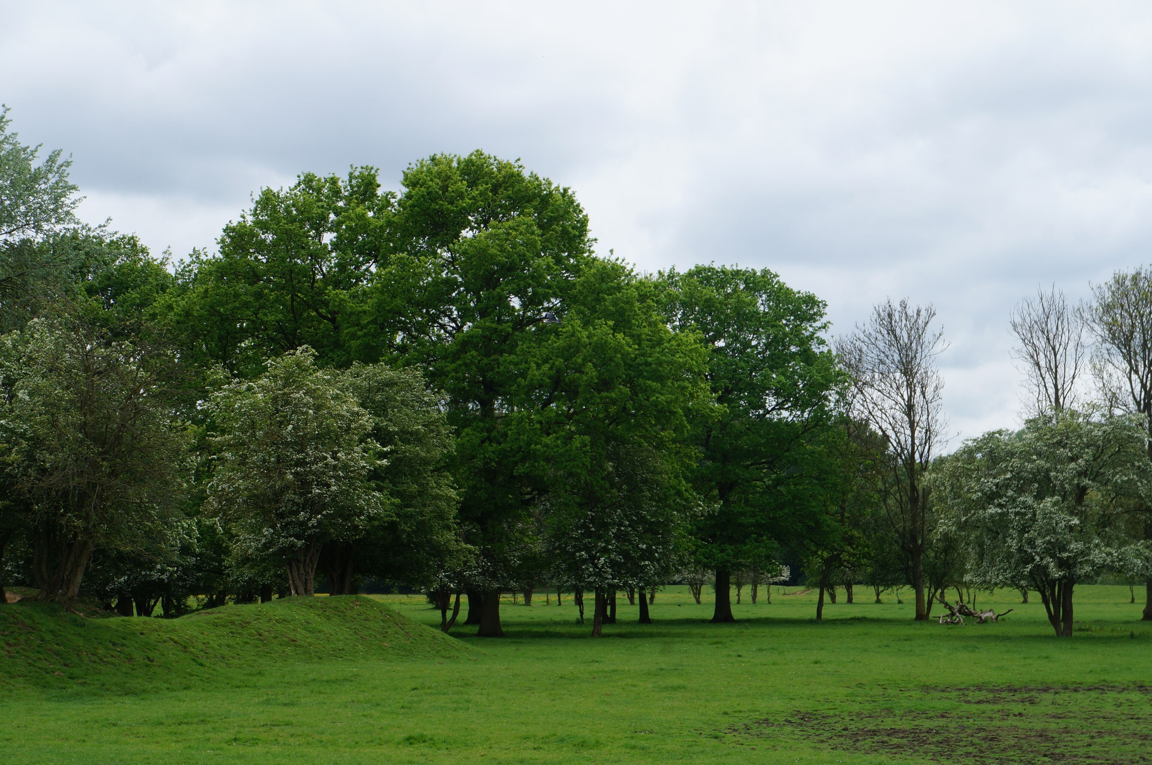 A park with green grass and trees.