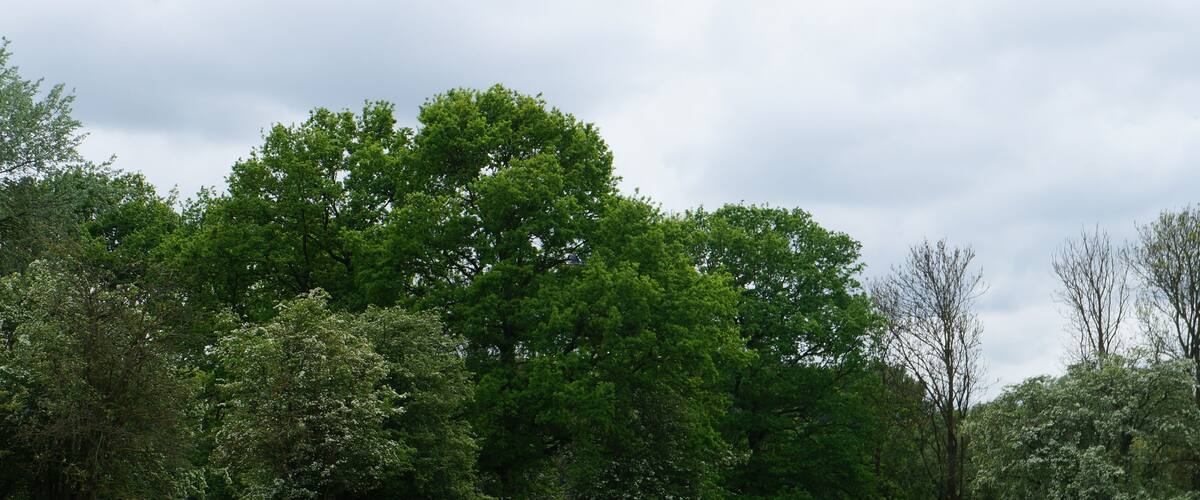 A park with green grass and trees.