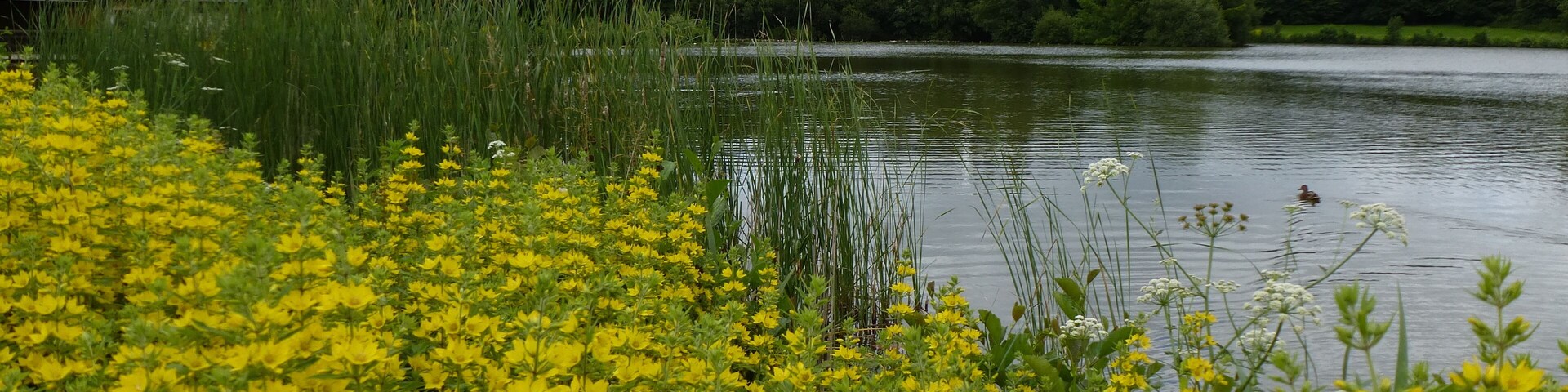 le parc des gayeulles