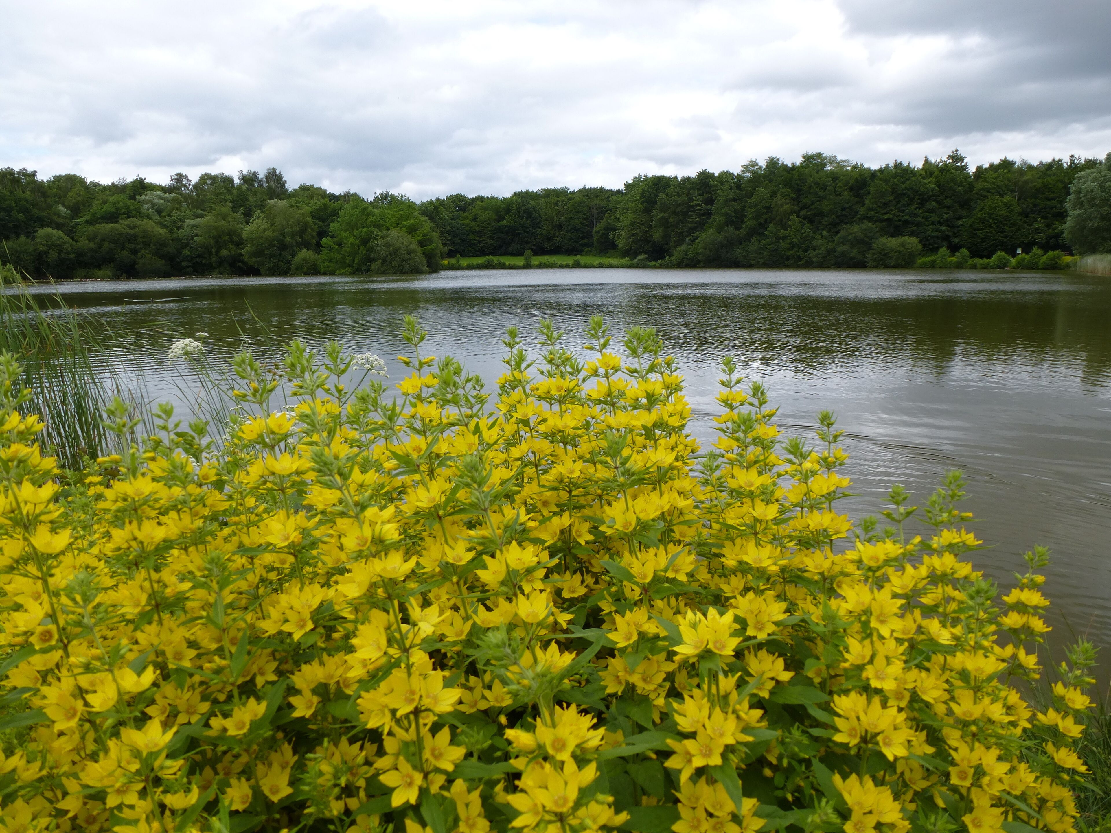 le parc des gayeulles