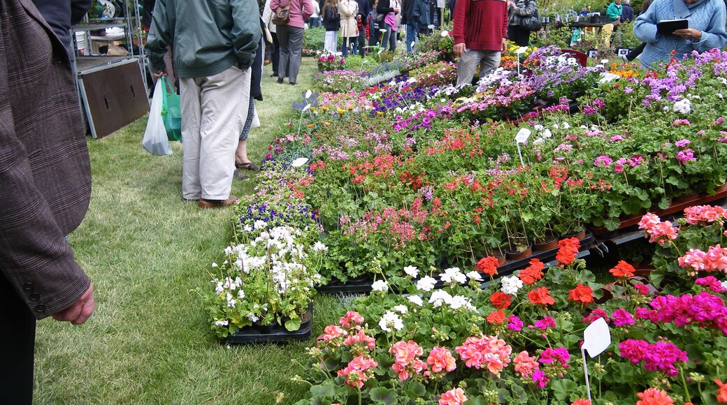 le marché aux fleurs, st malo, 16 mai 2010