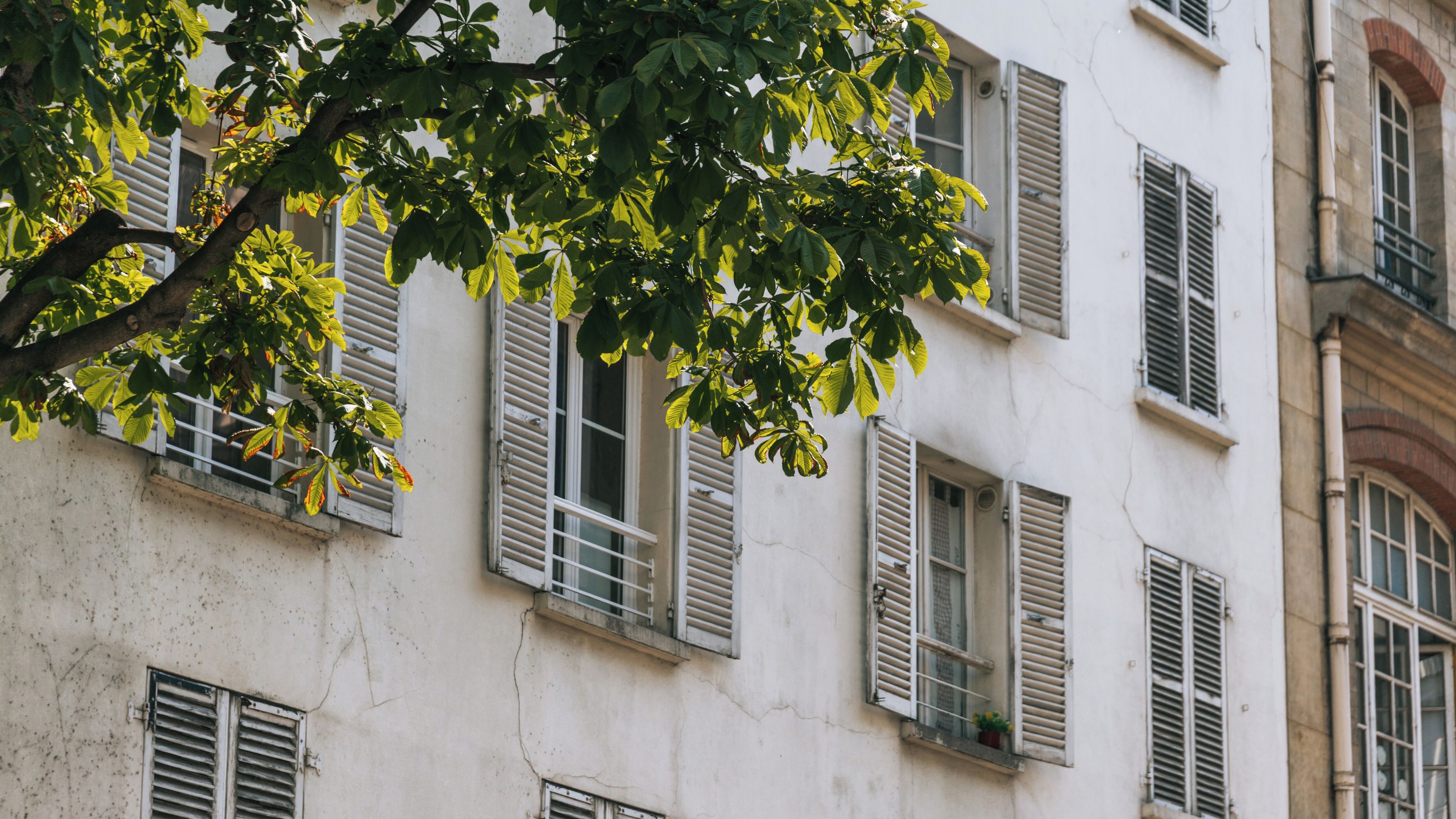 A building with multiple windows, some with shutters, and a tree with green leaves in the foreground.