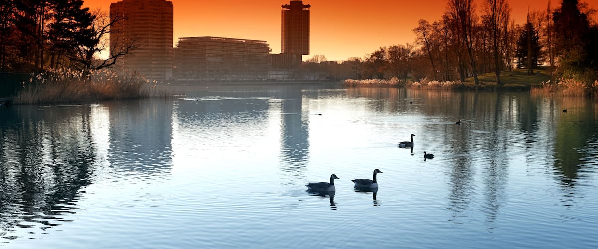 A calm lake with ducks, a bridge, and buildings in the background during sunset.