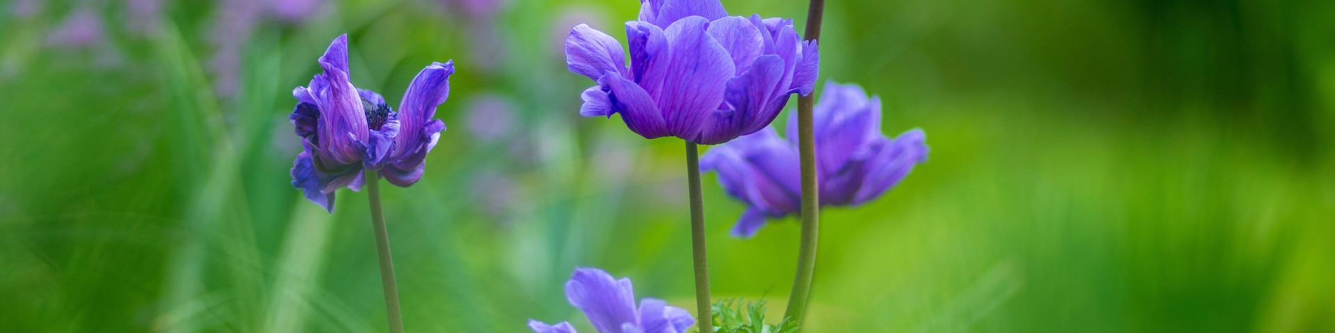 Beautiful violet blue black ornamental anemone coronaria de caen in bloom, bright colorful flowering springtime plant