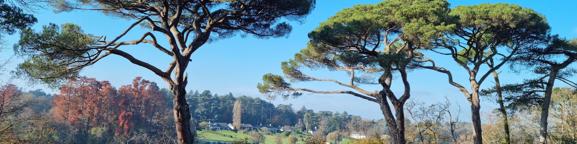 Un parc avec de grands arbres, un lac et un ciel bleu azur.