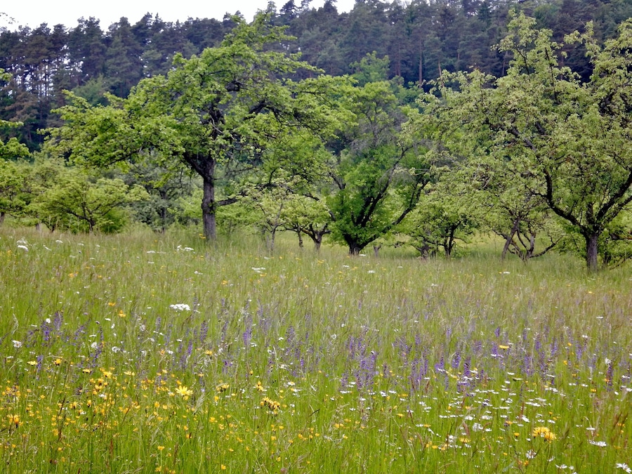 Un prado con diversas flores silvestres y árboles.