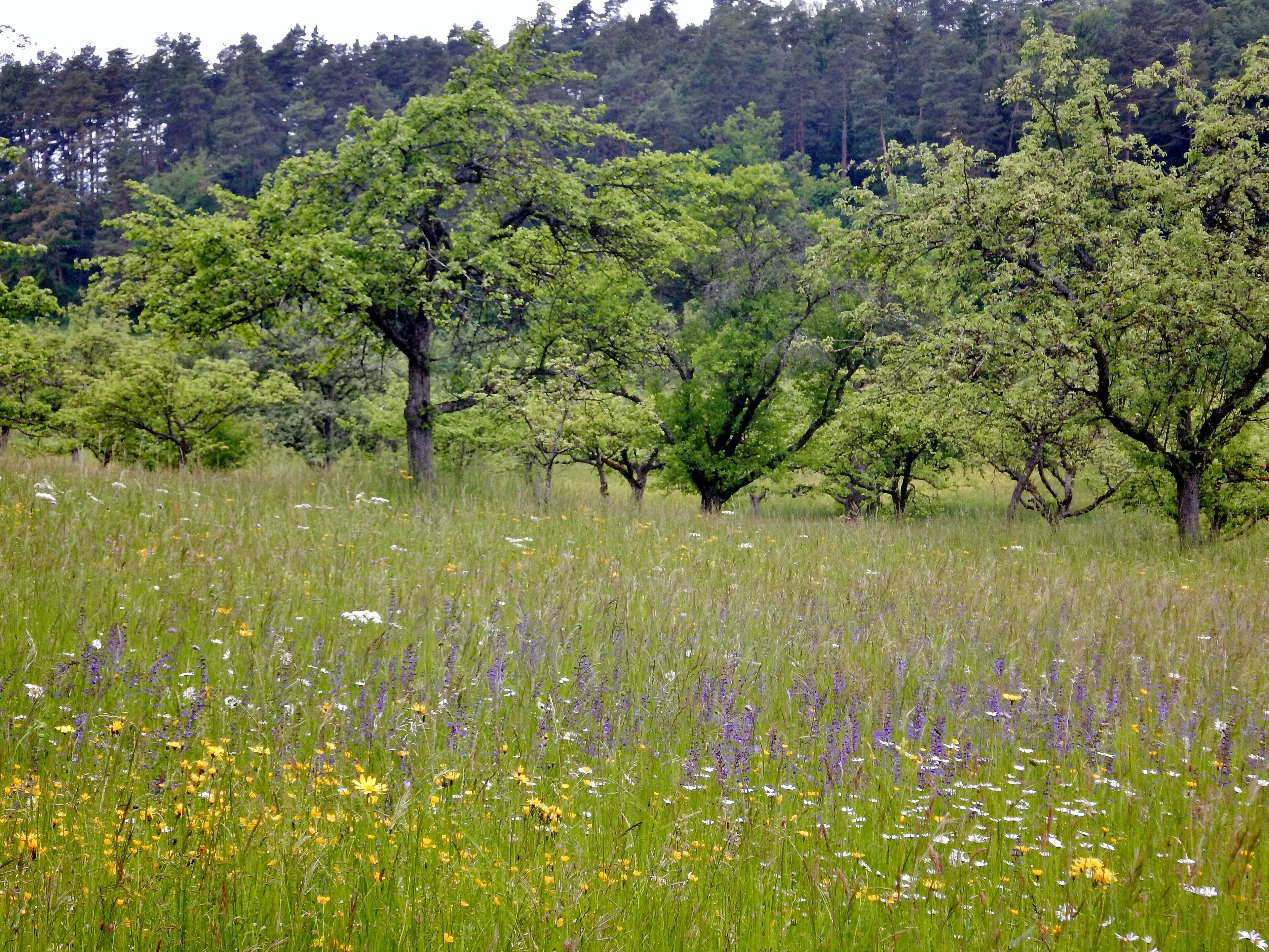 A meadow with various wildflowers and trees.