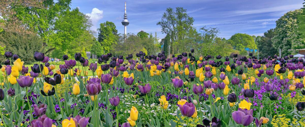 Tulpenfeld und Fernsehturm auf der BUGA, Bundesgartenschau 2023 im Luisenpark der Universitaetsstadt Mannheim in der Kurpfalz in Baden-Wuerttemberg, Deutschland, Europa