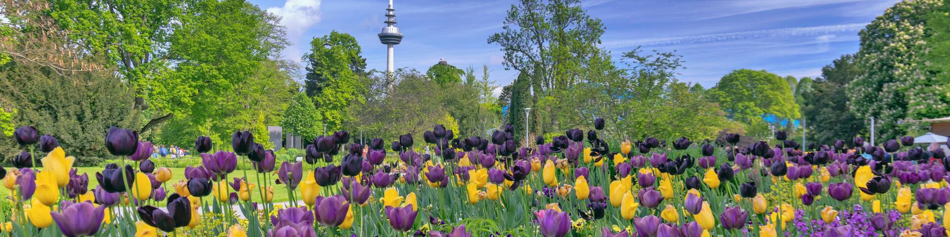 Tulpenfeld und Fernsehturm auf der BUGA, Bundesgartenschau 2023 im Luisenpark der Universitaetsstadt Mannheim in der Kurpfalz in Baden-Wuerttemberg, Deutschland, Europa