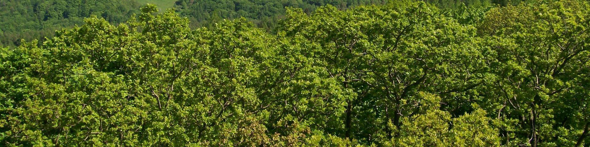 63755 Alzenau, Germany