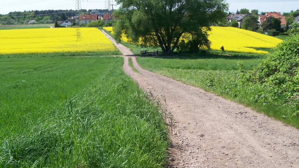 A rural landscape with a dirt path leading through fields of yellow flowers, a large tree, and houses in the background.