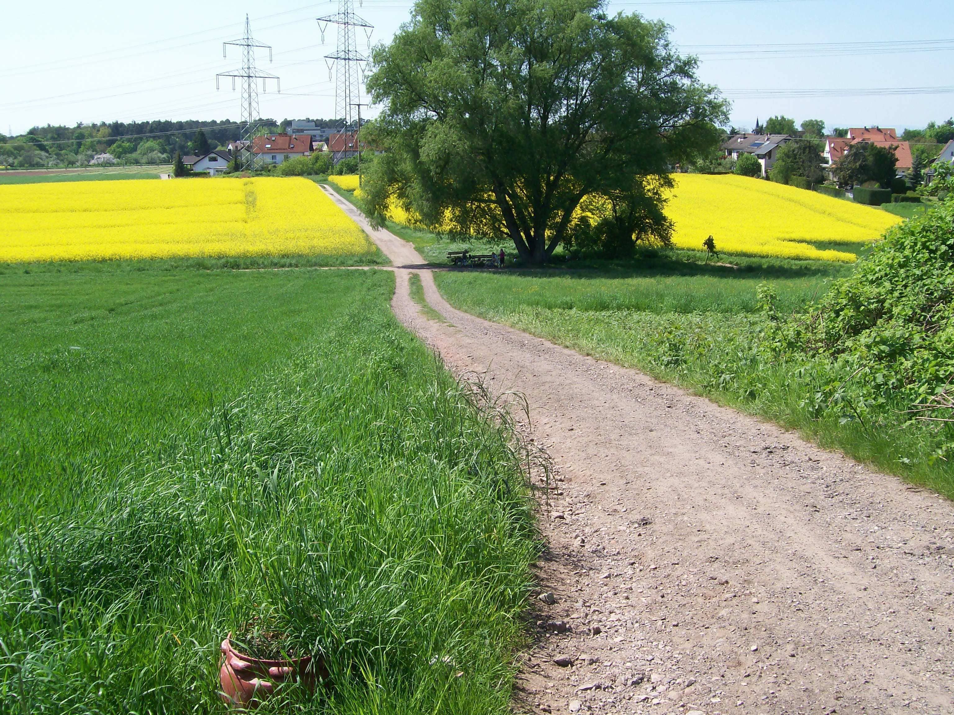 A rural landscape with a dirt path leading through fields of yellow flowers, a large tree, and houses in the background.