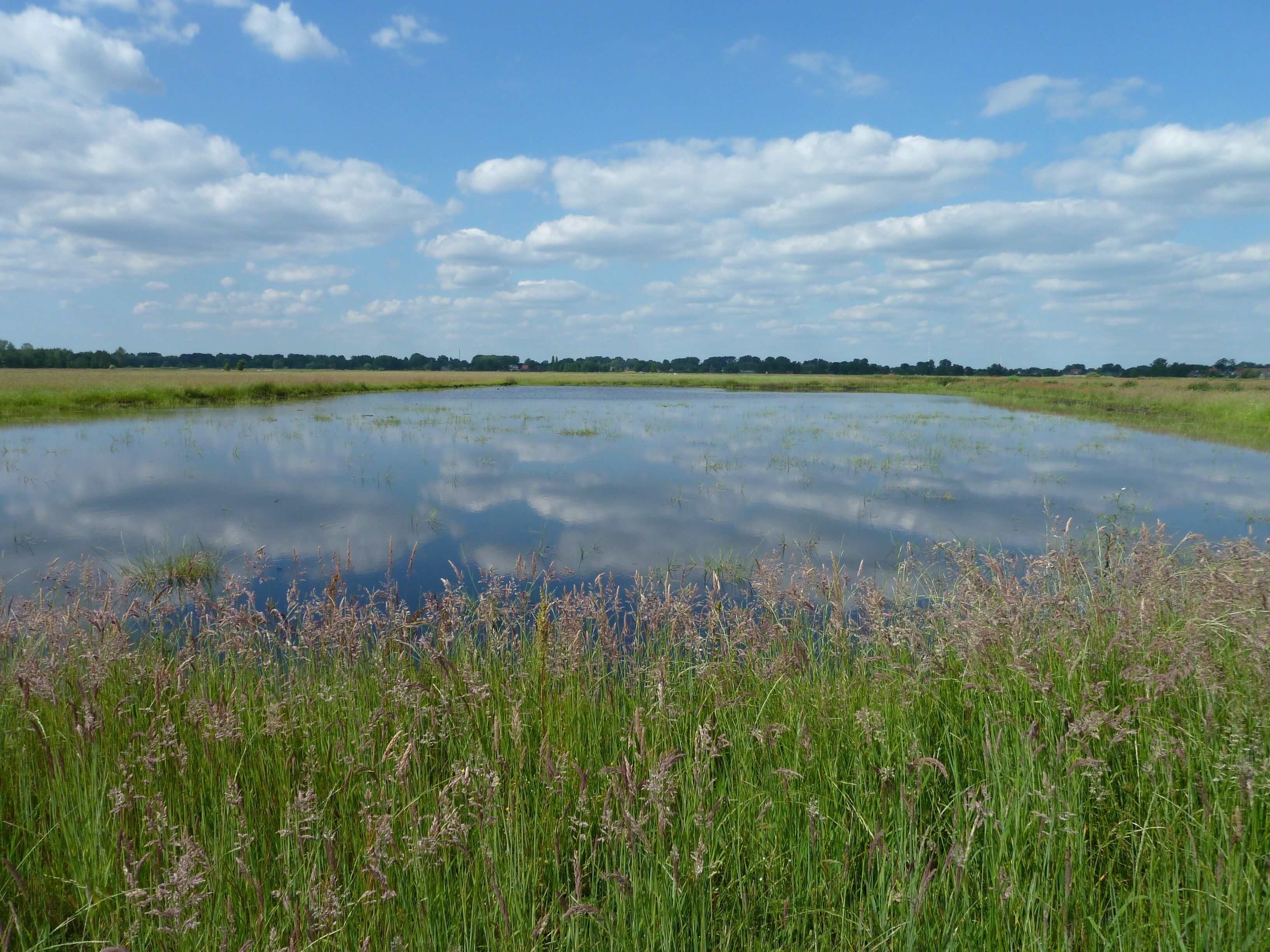 2008/2009 neu angelegte Flachwasserzone (Blänke) in der zweiten Vegetationsperiode