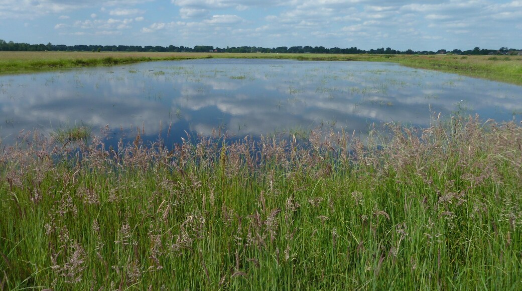 2008/2009 neu angelegte Flachwasserzone (Blänke) in der zweiten Vegetationsperiode