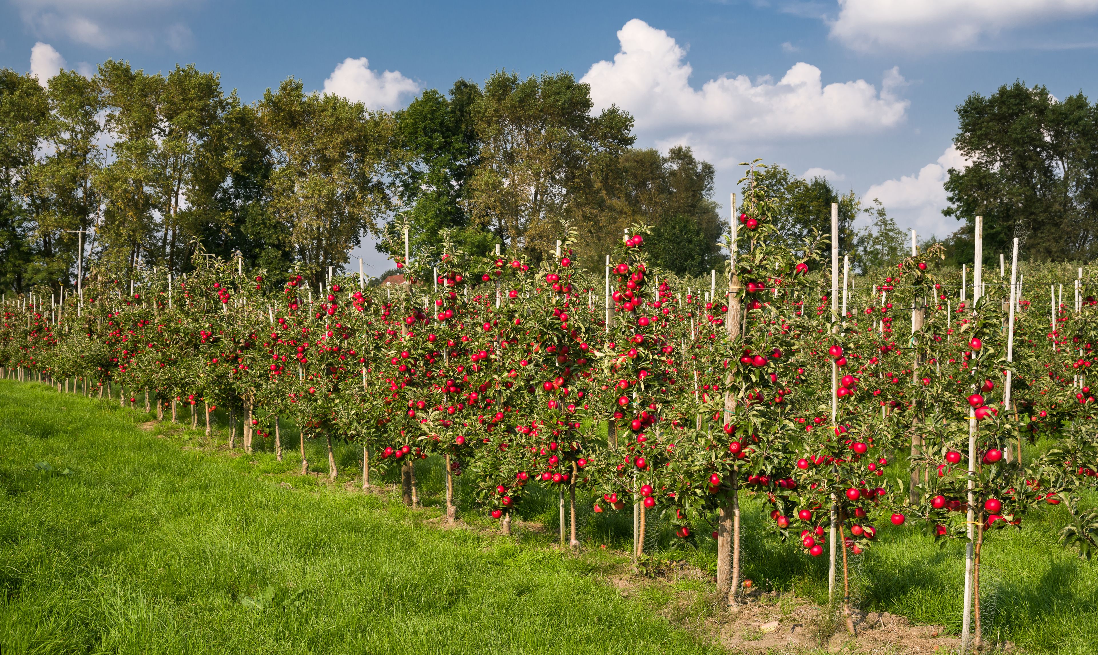 Cranz