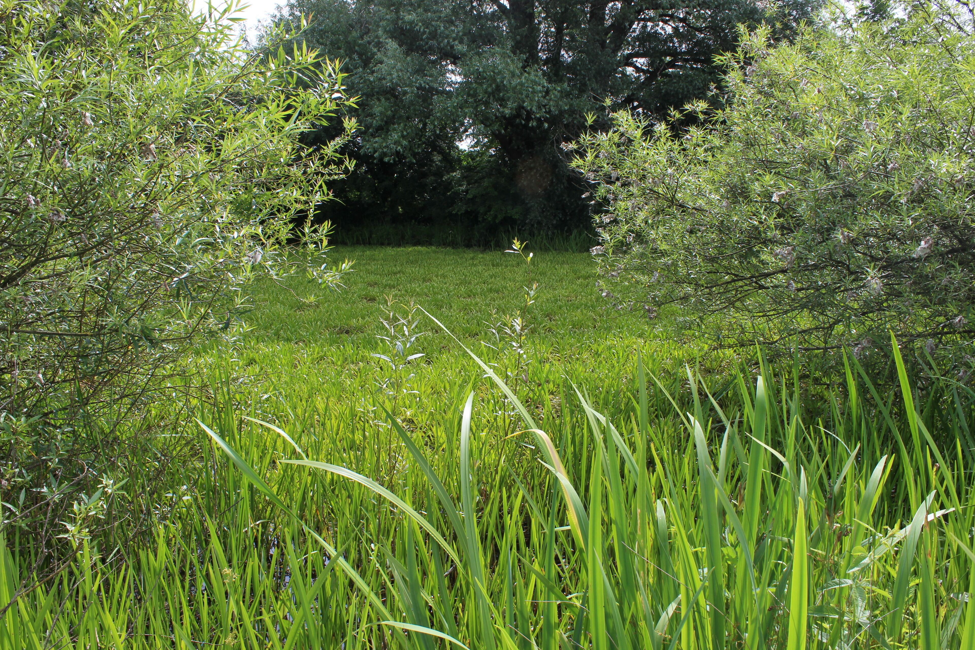 Naturdenkmal Brinksoot (ND-H 223): Das kleine, fast runde Gewässer, ursprünglich als Tonkuhle ausgehoben, dann als Viehtränke genutzt (Soot = Brunnen, Wasserloch) und bis in die 50er Jahre des 20. Jahrhunderts als Badeteich der Wülferoder genutzt, beherbergt eine Vielzahl an Wasser- und Sumpfpflanzenarten, so dass der Wasserspiegel kaum zu erkennen ist.