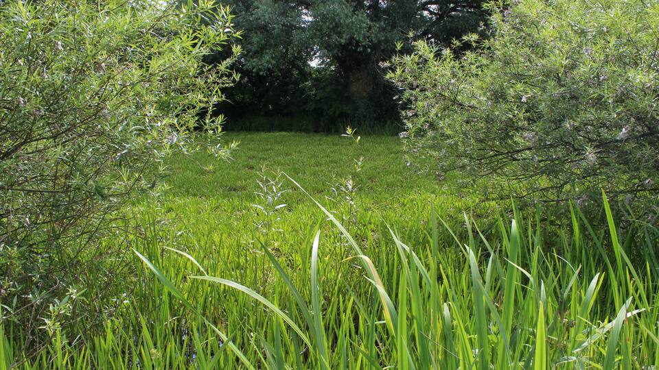 Un champ verdoyant, avec de l’herbe haute et des arbres en arrière-plan.