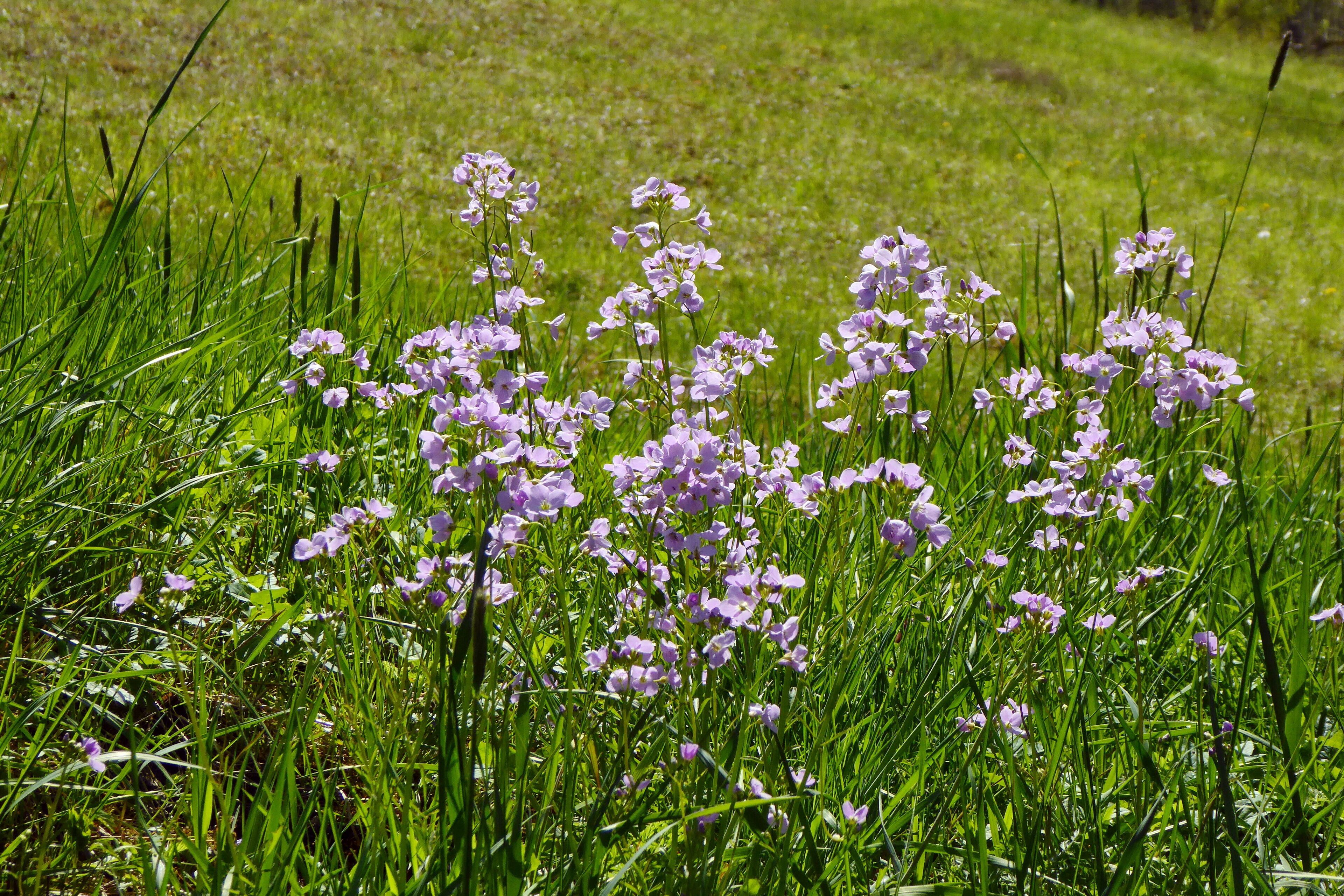 Am Fuße des Naturschutzgebietes Mergelhalde (NSG-HA 081), auf etwas feuchteren Böden, blüht im Frühjahr das Wiesenschaumkraut (Cardamine pratensis). Im Hintergrund ist der Halbtrockenrasen zu sehen, der für dieses Naturschutzgebiet typisch ist.