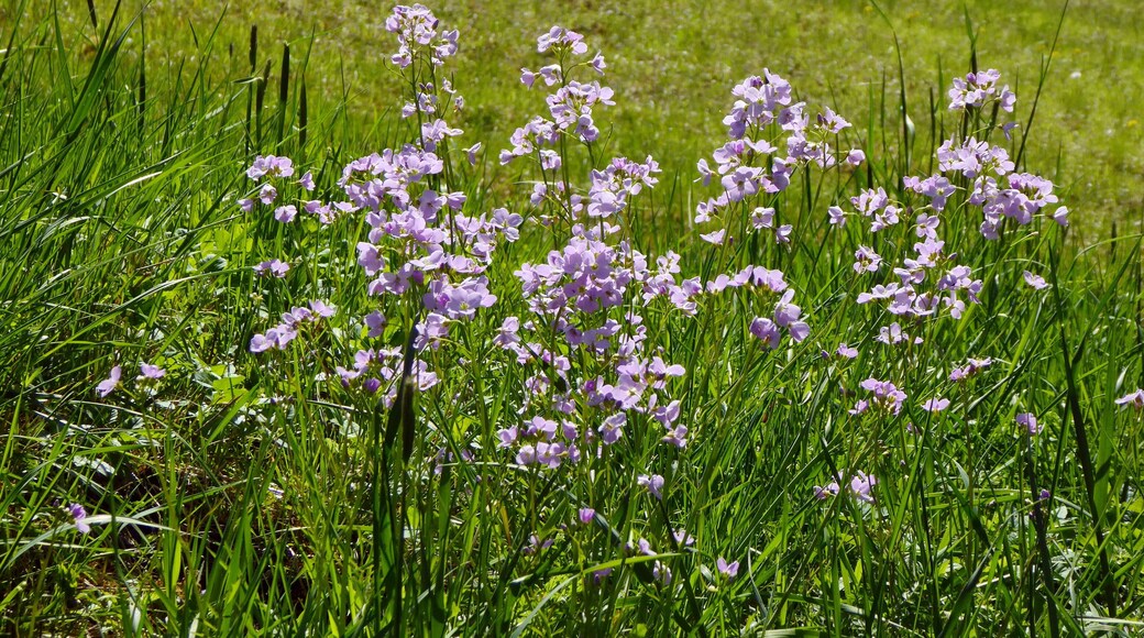 Am Fuße des Naturschutzgebietes Mergelhalde (NSG-HA 081), auf etwas feuchteren Böden, blüht im Frühjahr das Wiesenschaumkraut (Cardamine pratensis). Im Hintergrund ist der Halbtrockenrasen zu sehen, der für dieses Naturschutzgebiet typisch ist.