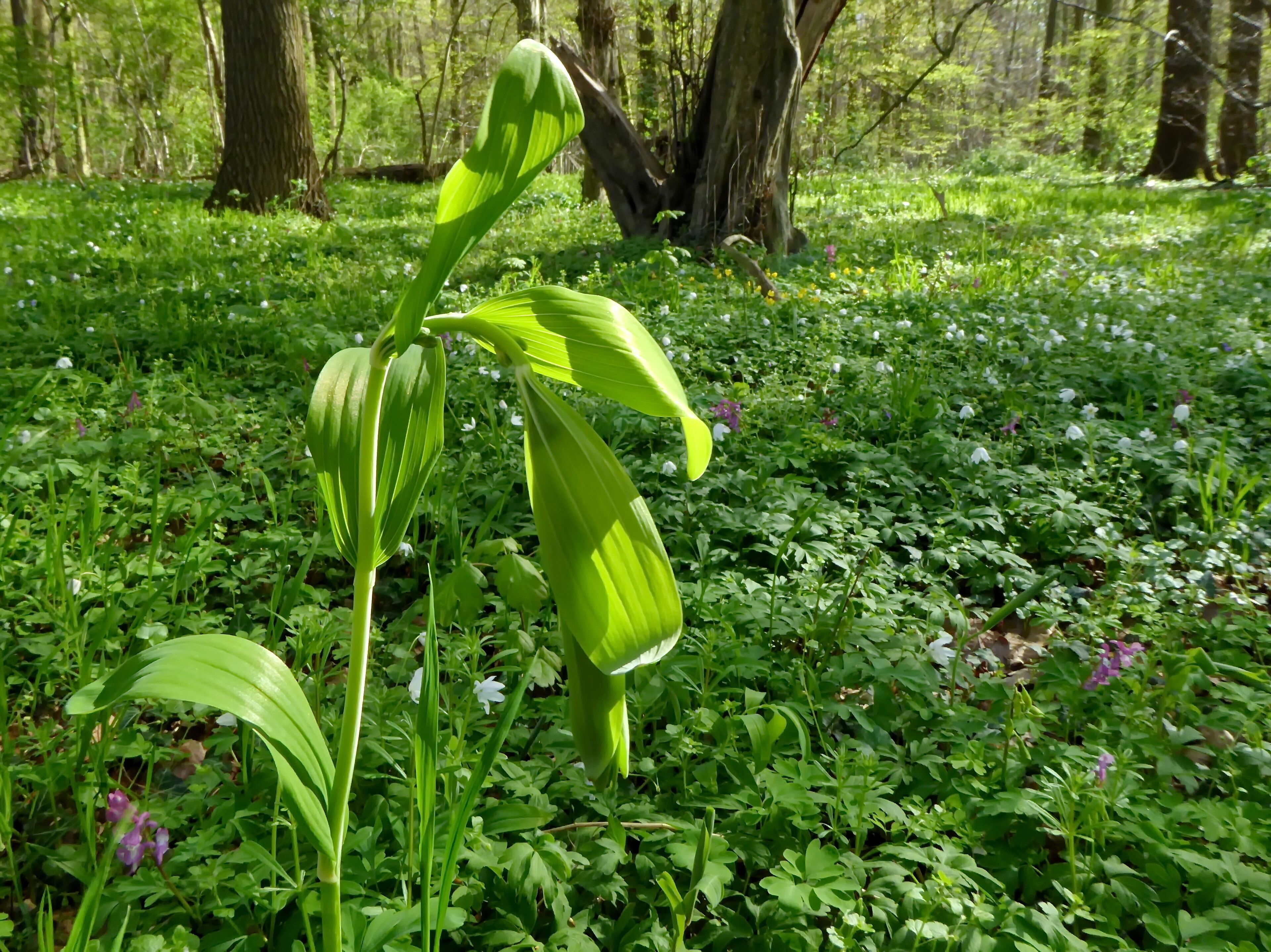 Naturschutzgebiet "Bockmerholz" (NSG HA 173): Die Vielblütige Weißwurz (Polygonatum multiflorum) ist nicht so sehr auf Feuchtigkeit im Boden angewiesen wie viele andere Frühblüher im Bockmerholz, doch die kalkhaltigen Lehmböden in schattiger Lage sagen ihr zu.