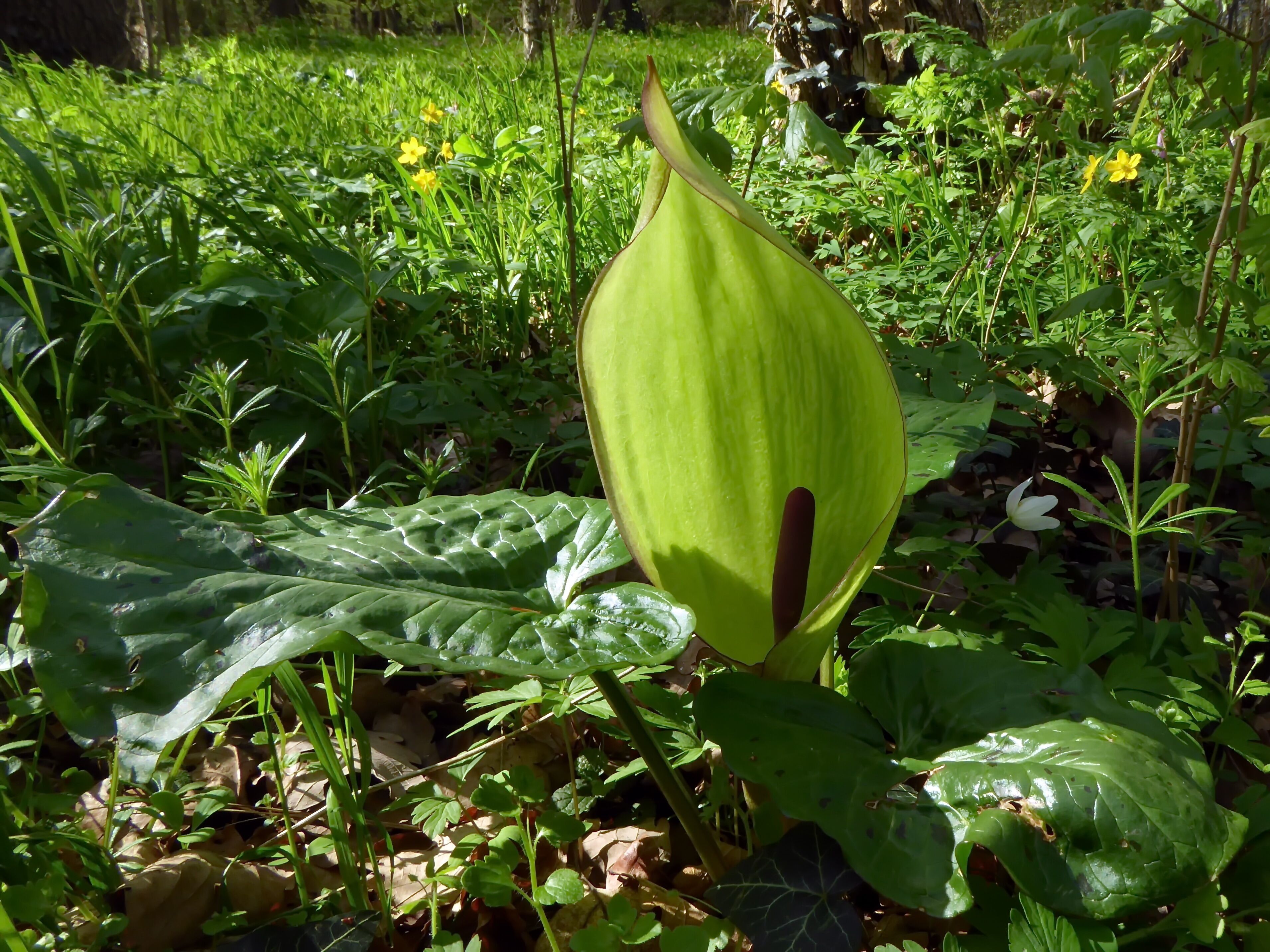 Naturschutzgebiet "Bockmerholz" (NSG HA 173): Der Gefleckte Aronstab (Arum maculatum) kommt in feuchten Wäldern vor.