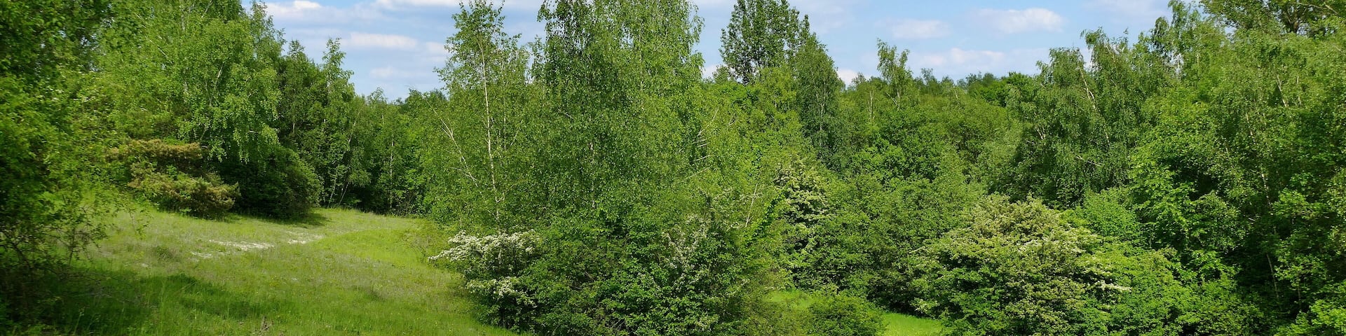 Mergelhalde (NSG-HA 080): Das Naturschutzgebiet ist am West- und Südhang durch Halbtrockenrasen charakterisiert, die teilweise verbuscht sind. In den Lücken der Vegetation ist der flachgründige, kalkhaltige Boden zu erkennen.
