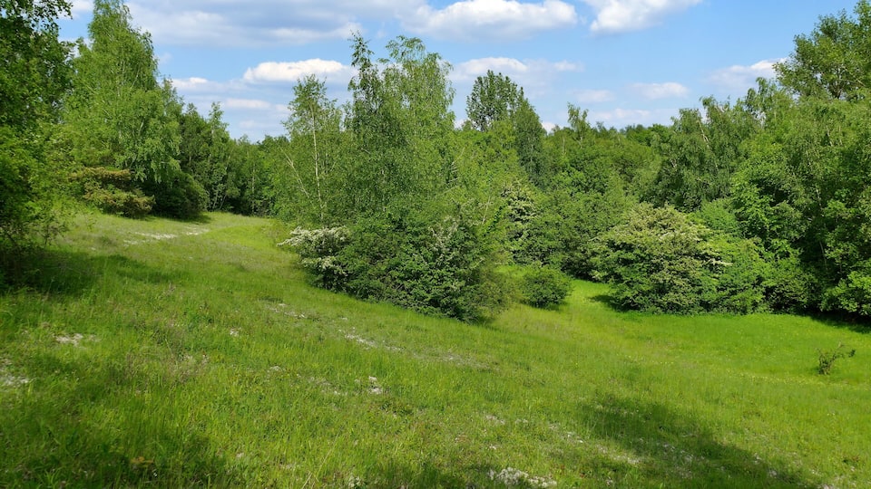 Une colline herbeuse, couverte d’un feuillage vert et touffu et parsemée d’arbres.