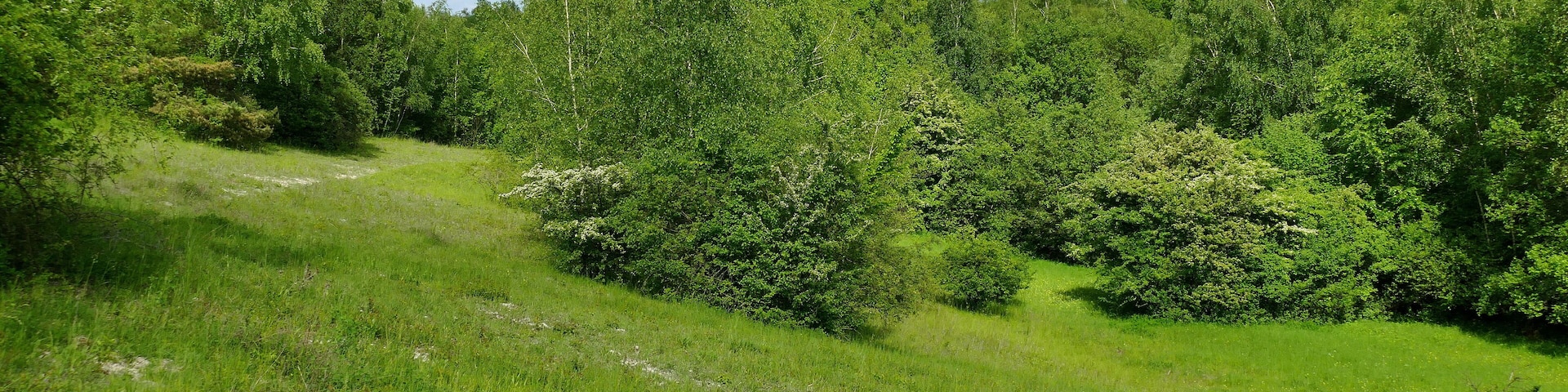 Mergelhalde (NSG-HA 080): Das Naturschutzgebiet ist am West- und Südhang durch Halbtrockenrasen charakterisiert, die teilweise verbuscht sind. In den Lücken der Vegetation ist der flachgründige, kalkhaltige Boden zu erkennen.