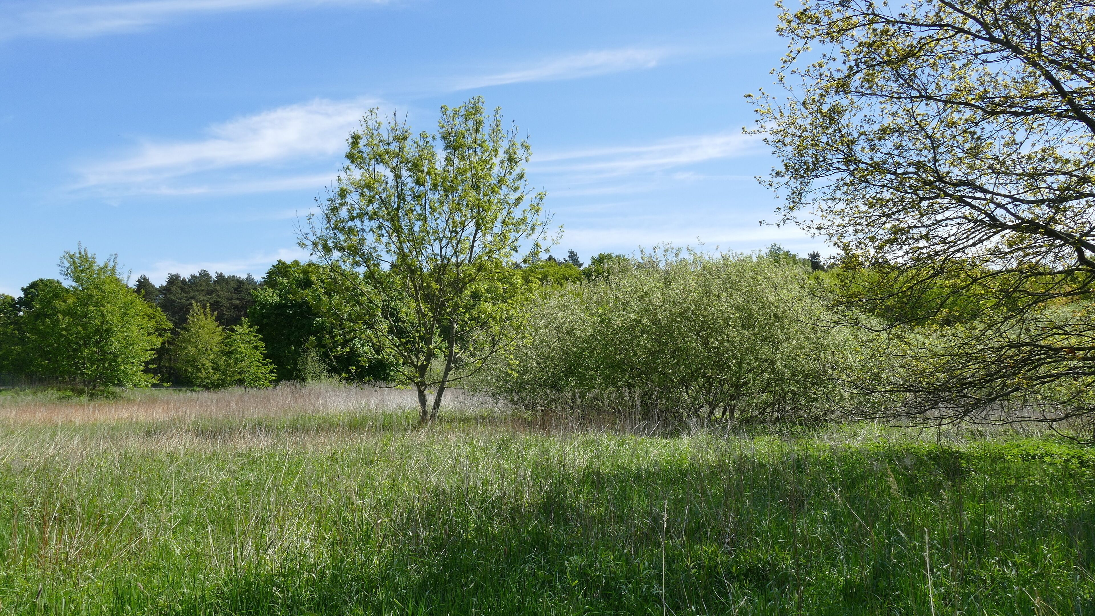 Mit dem Naturdenkmal Bullenmoor (ND-H 079) wird ein Niedermoor geschützt. Allerdings fiel der hohe Grundwasserspiegel den Entwässerungsmaßnahmen, die mehr Nutzland schaffen sollten, zum Opfer. Die Organisation der Naturfreunde versucht, das Bullenmoor und seine Umgebung zu renaturieren.