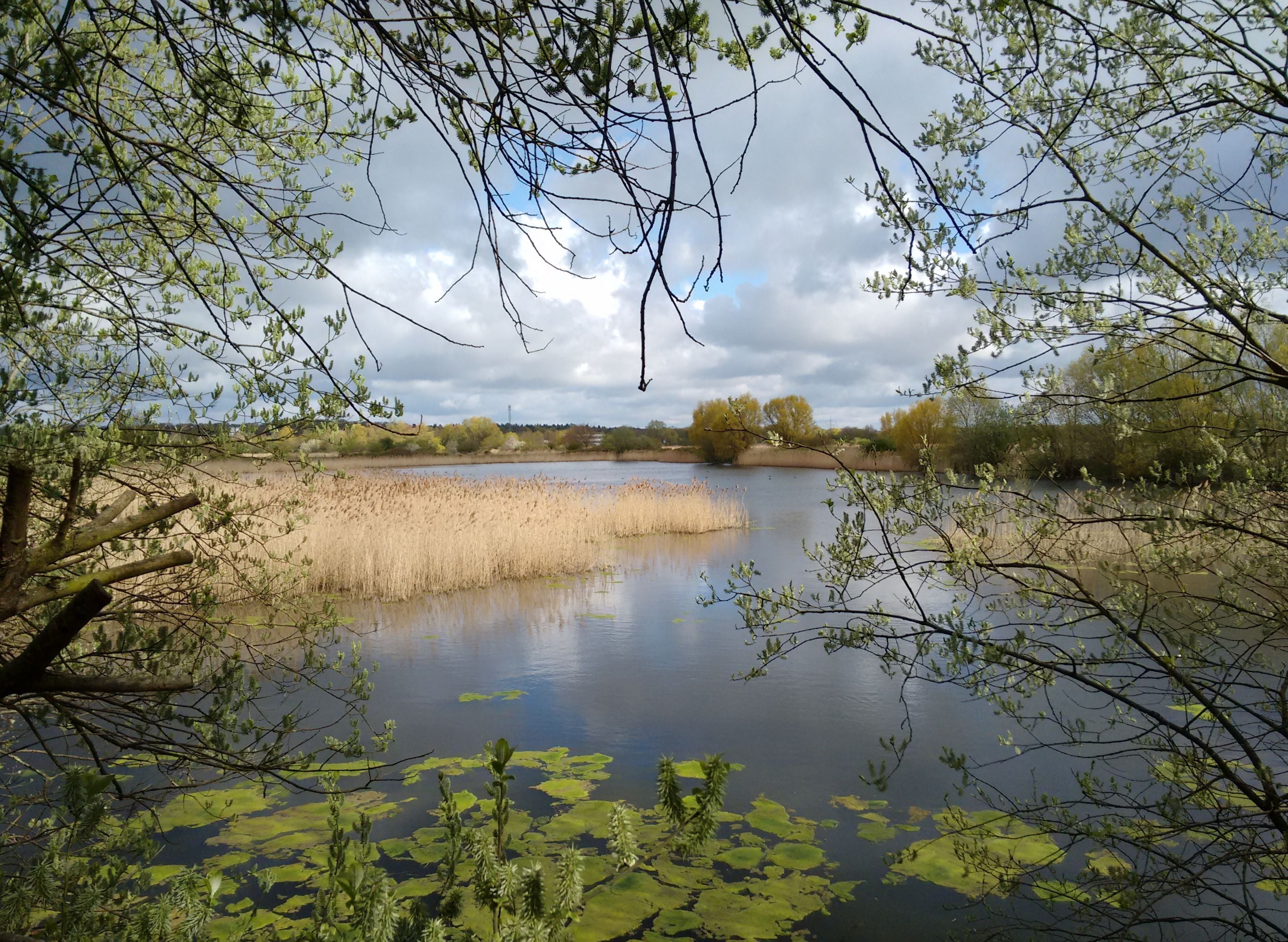Clarification pools of ancient Lehrte (Germany) sugar refinery