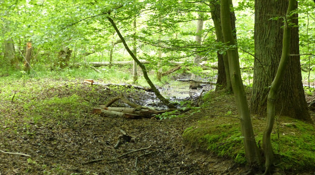 Sumpfgebiet Ahrenriede im Querumer Forst
