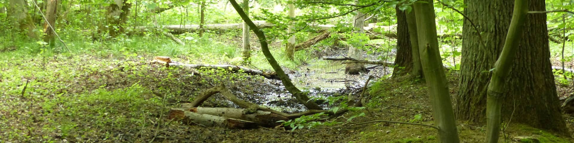 Sumpfgebiet Ahrenriede im Querumer Forst