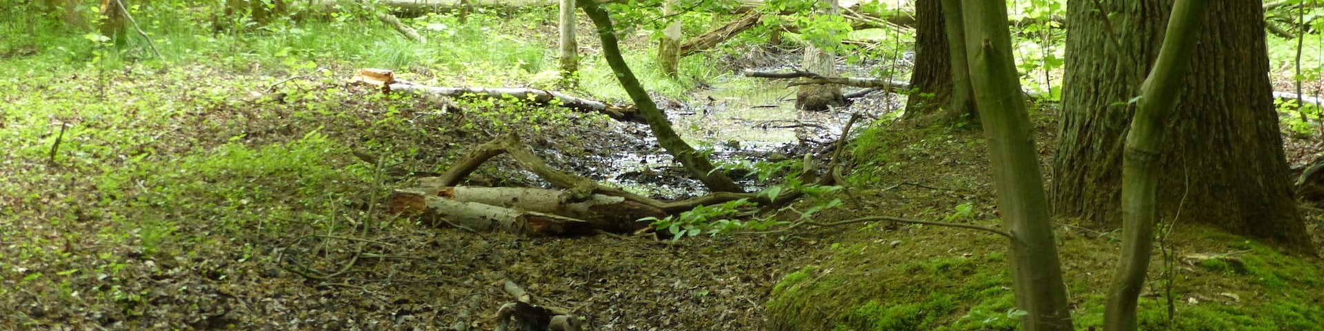 Sumpfgebiet Ahrenriede im Querumer Forst