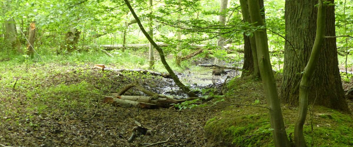 A forest stream with moss-covered trees and a fallen log.