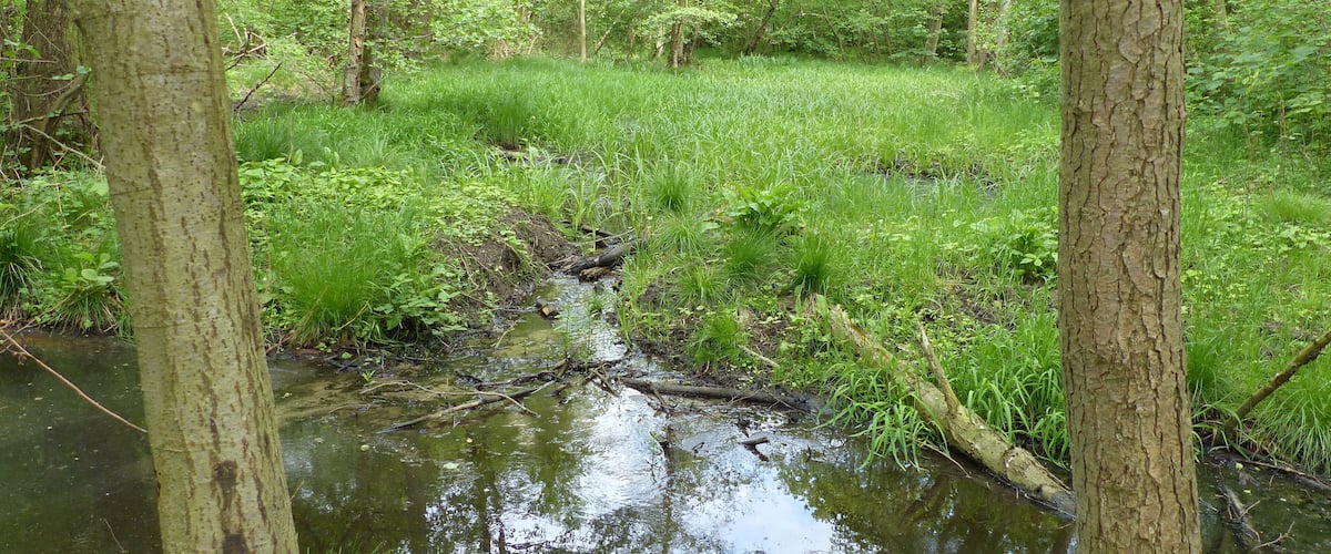 Sumpfgebiet Ahrenriede im Querumer Forst