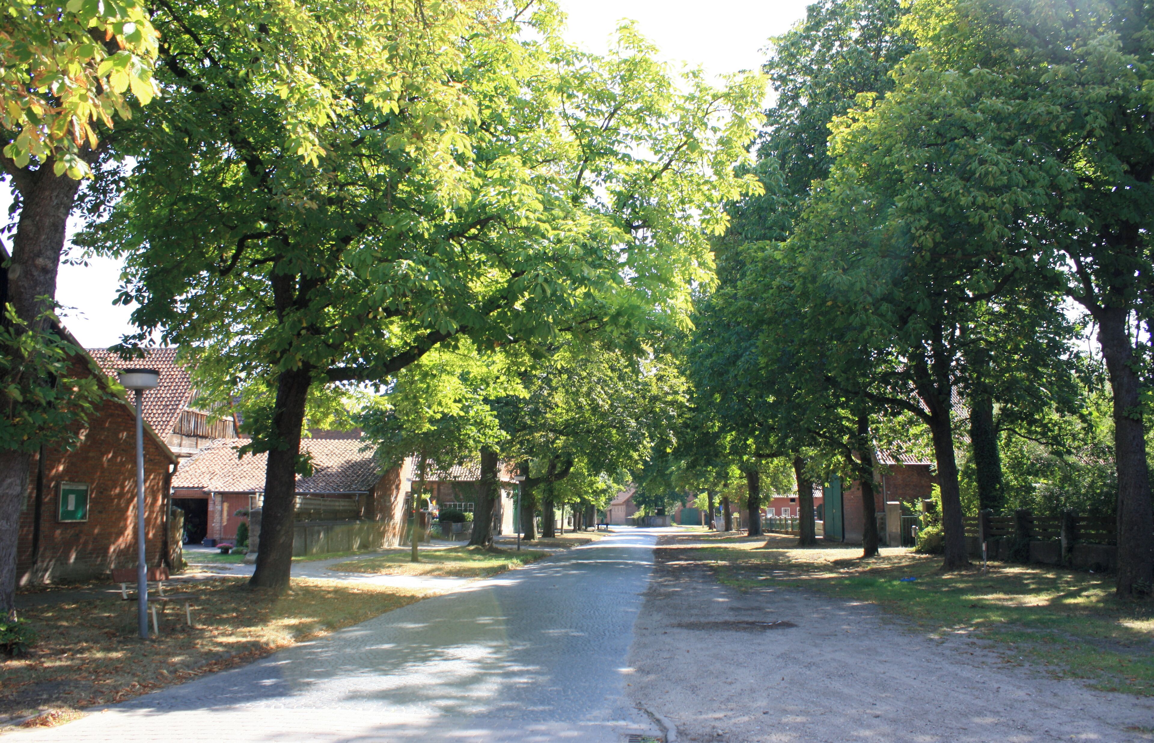 A tree-lined street with houses on both sides.