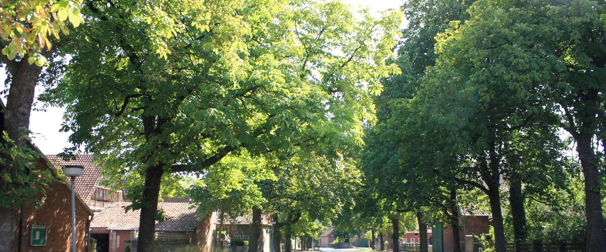 A tree-lined street with houses on both sides.