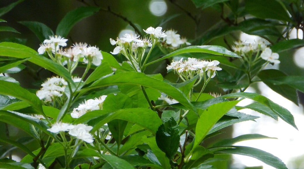 Blühender Baum im Thorner Park in Göttingen, Südniedersachsen