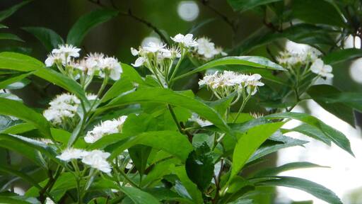 Blühender Baum im Thorner Park in Göttingen, Südniedersachsen