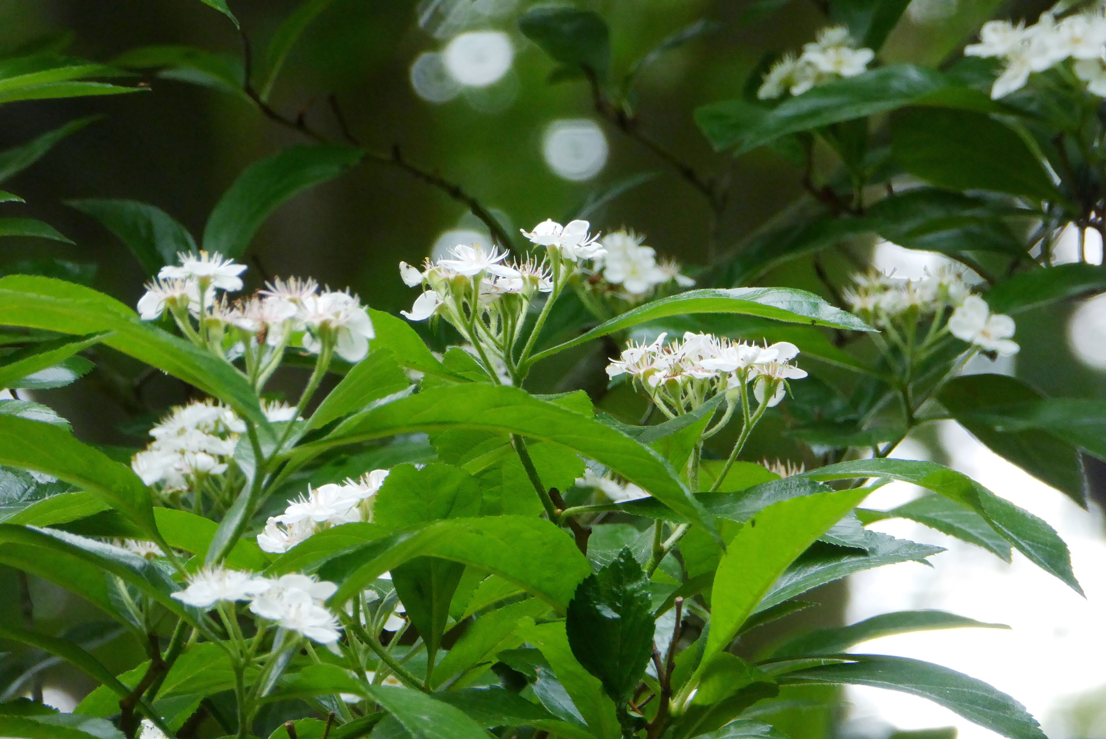 Clusters of white flowers with green leaves.