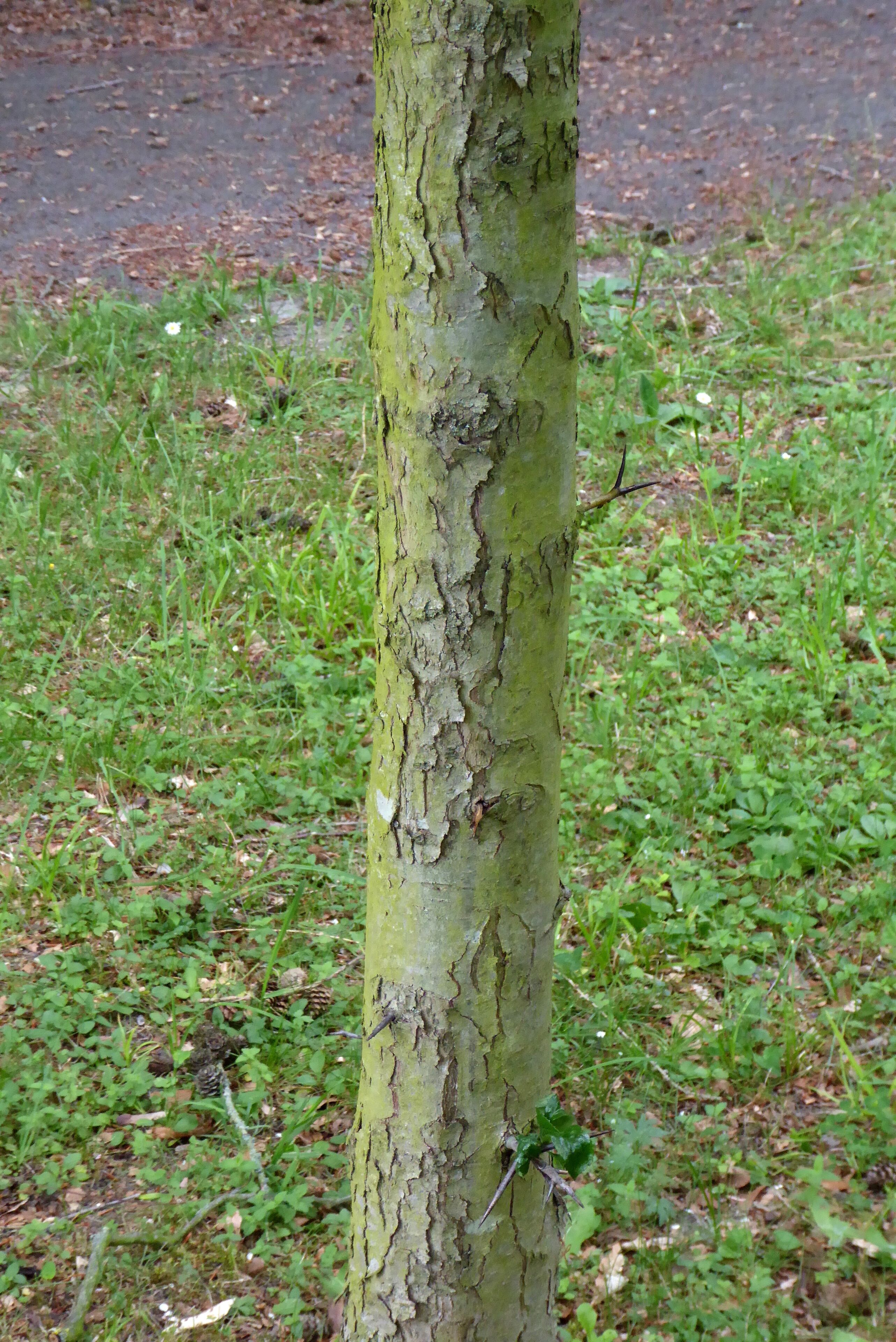 Baum im Thorner Park in Göttingen, Südniedersachsen