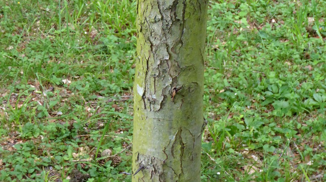 Baum im Thorner Park in Göttingen, Südniedersachsen