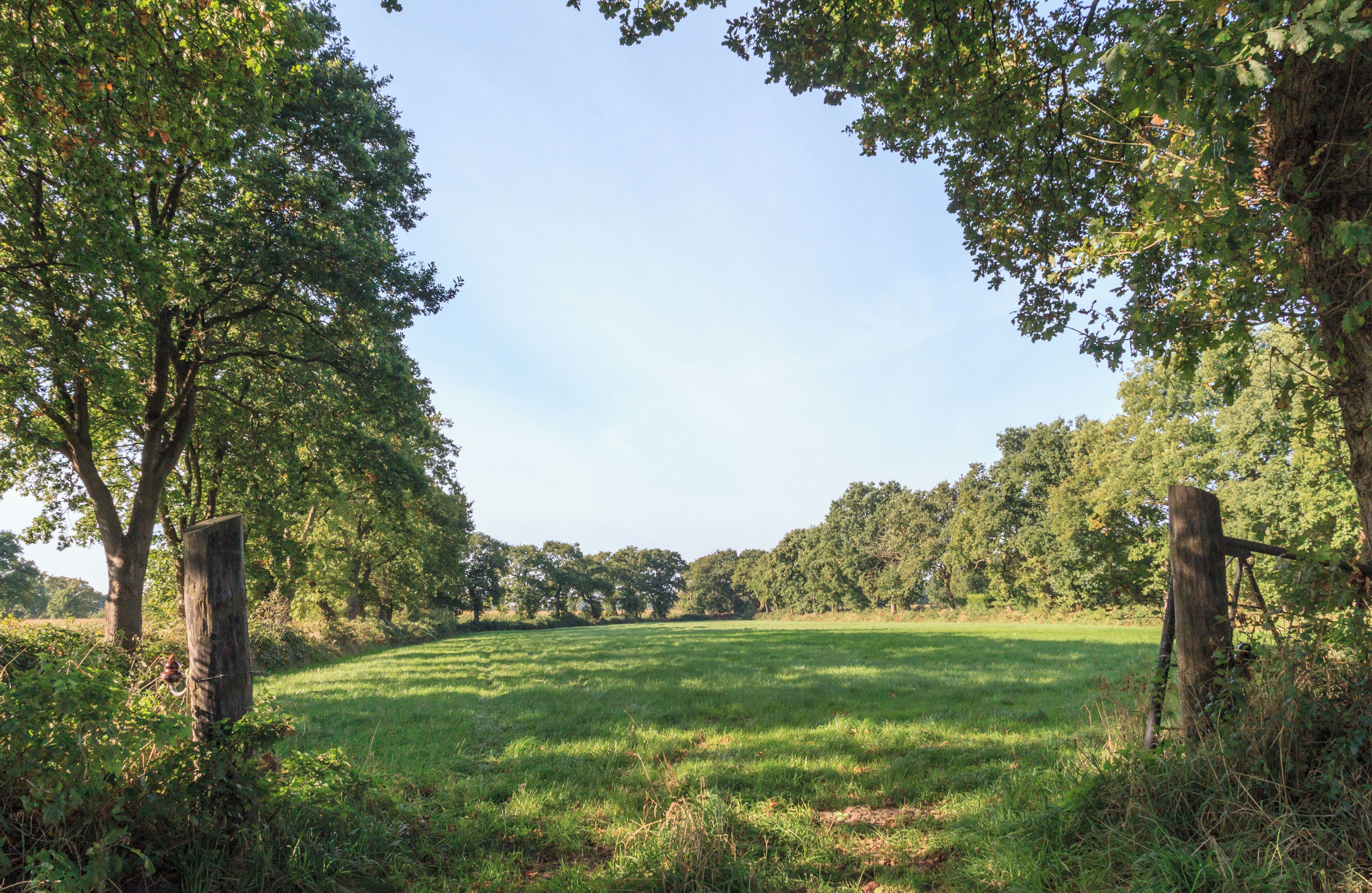 Von Wallhecken eingefasstes Feld in Ostfriesland