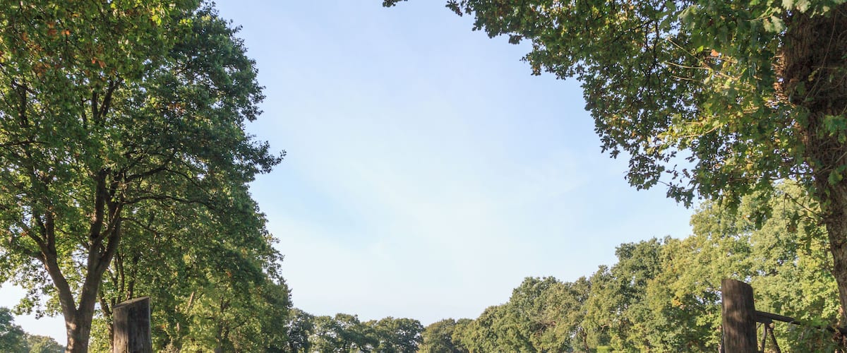 Von Wallhecken eingefasstes Feld in Ostfriesland