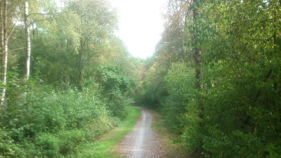 A narrow, gravel road surrounded by dense green foliage and trees.