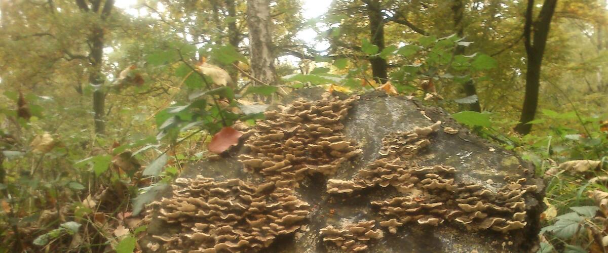 Pilze auf einem Baumstumpf im Eller Forst, Landschaftsschutzgebiet „Stadtgebiet Düsseldorf“