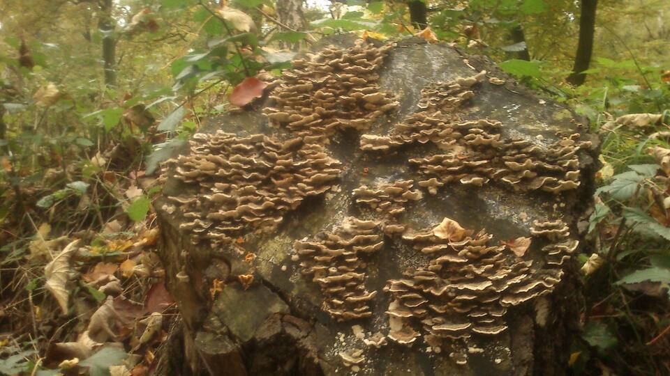 A tree stump with a large patch of bracket fungi.