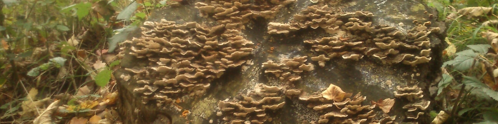 Pilze auf einem Baumstumpf im Eller Forst, Landschaftsschutzgebiet „Stadtgebiet Düsseldorf“