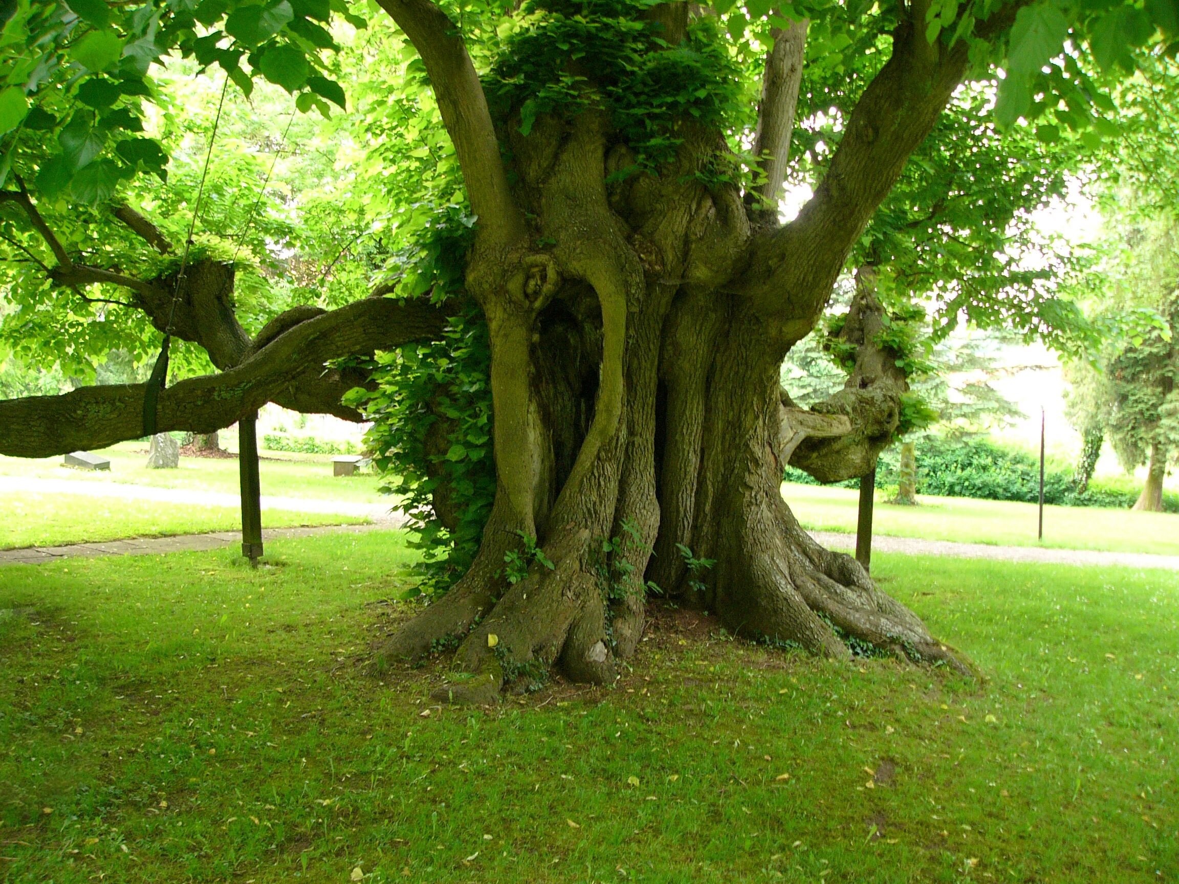 1000-jährige Linde auf dem alten Friedhof in Reelkirchen, Ortsteil von Blomberg, Germany