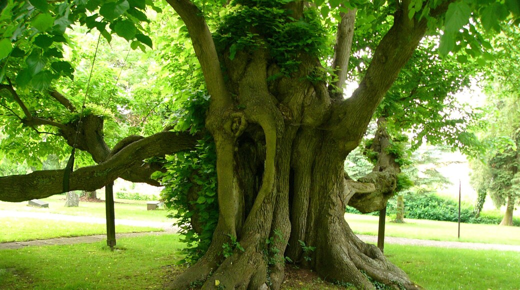1000-jährige Linde auf dem alten Friedhof in Reelkirchen, Ortsteil von Blomberg, Germany